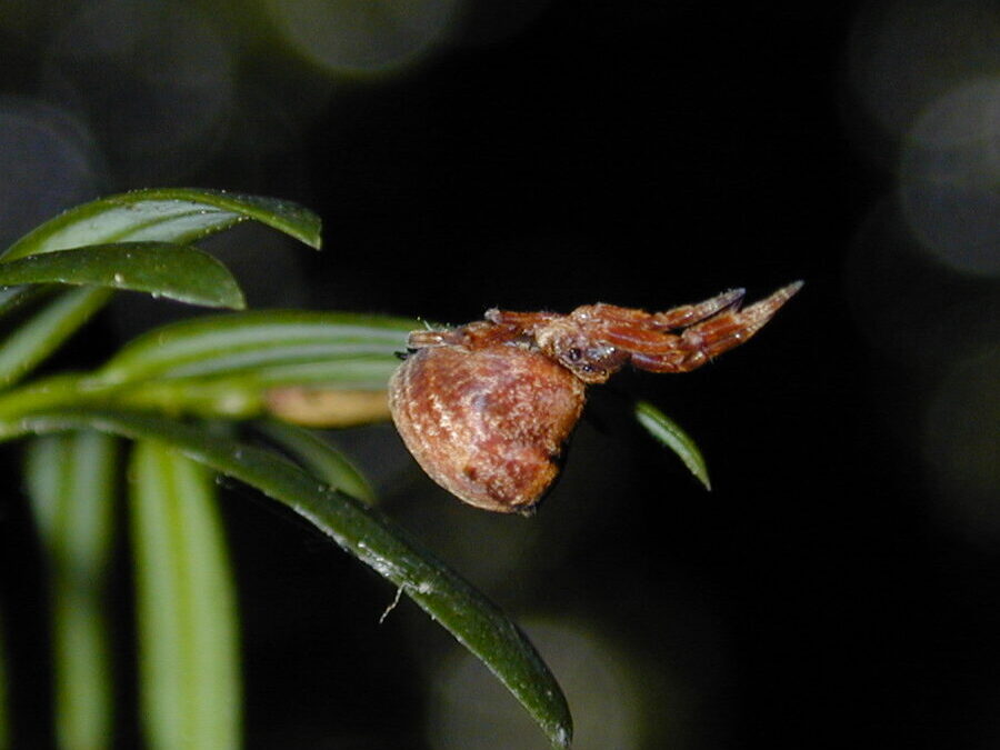 The triangle spider – and a bit about spider ballooning