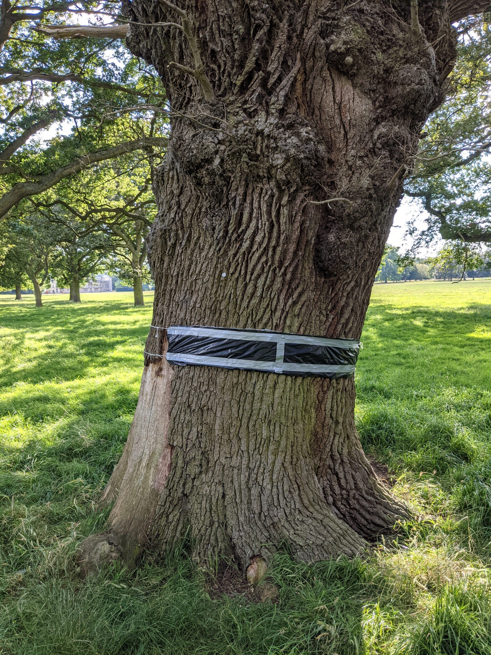 How to make a bark trap